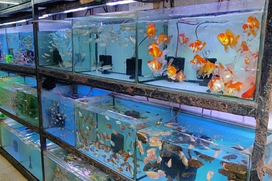 Cửa hàng bán cá cảnh đẹp tại Cần Thơ